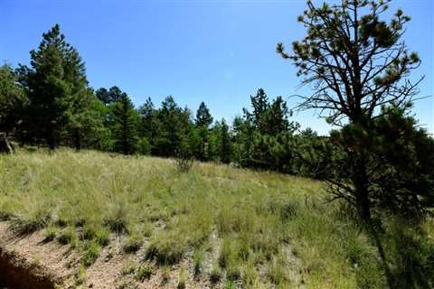 build your cozy cabin in beautiful teller county, co | Great Land Investments