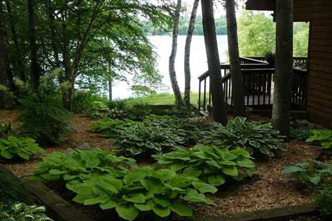 Plants For Shade