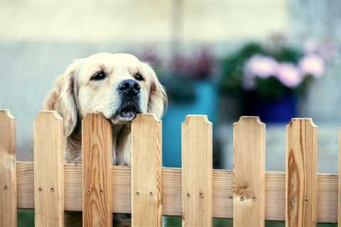 Different Types of Dog Fences