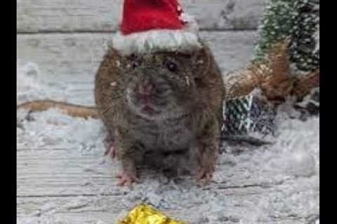 Rat Wars: Festivities in the Trenches