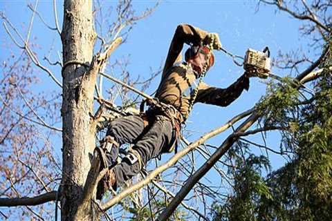What is the difference between an arborist and a tree trimmer?