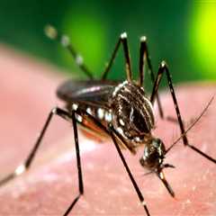 The Impact Of Mosquito Control Companies On Home Sale Listing Agents In Central Florida