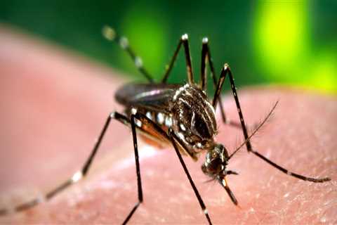 The Impact Of Mosquito Control Companies On Home Sale Listing Agents In Central Florida