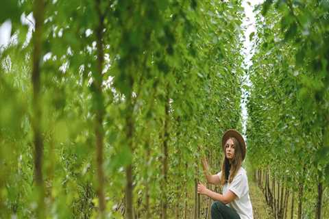 Enhance Home Value with Expert Tree Care in Warminster, PA