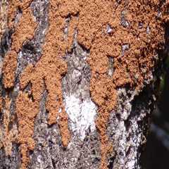 Enhance Safety and Protect Your Home: Reflective Striping & Termite Control