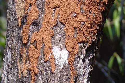 Enhance Safety and Protect Your Home: Reflective Striping & Termite Control