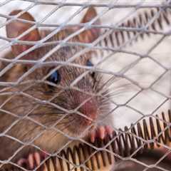 Protecting Green Homes in Sheffield with Reliable Pest Control Solutions